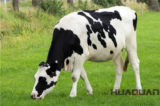 奶牛吃的是草，出來的是奶；而它吃的是油，出來的卻是電！華全