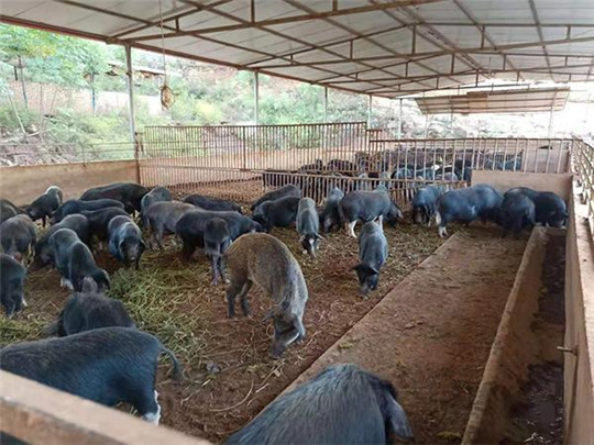 專業(yè)巡檢，熱心服務(wù)!華全發(fā)電機組助力養(yǎng)殖企業(yè)溫暖過冬!